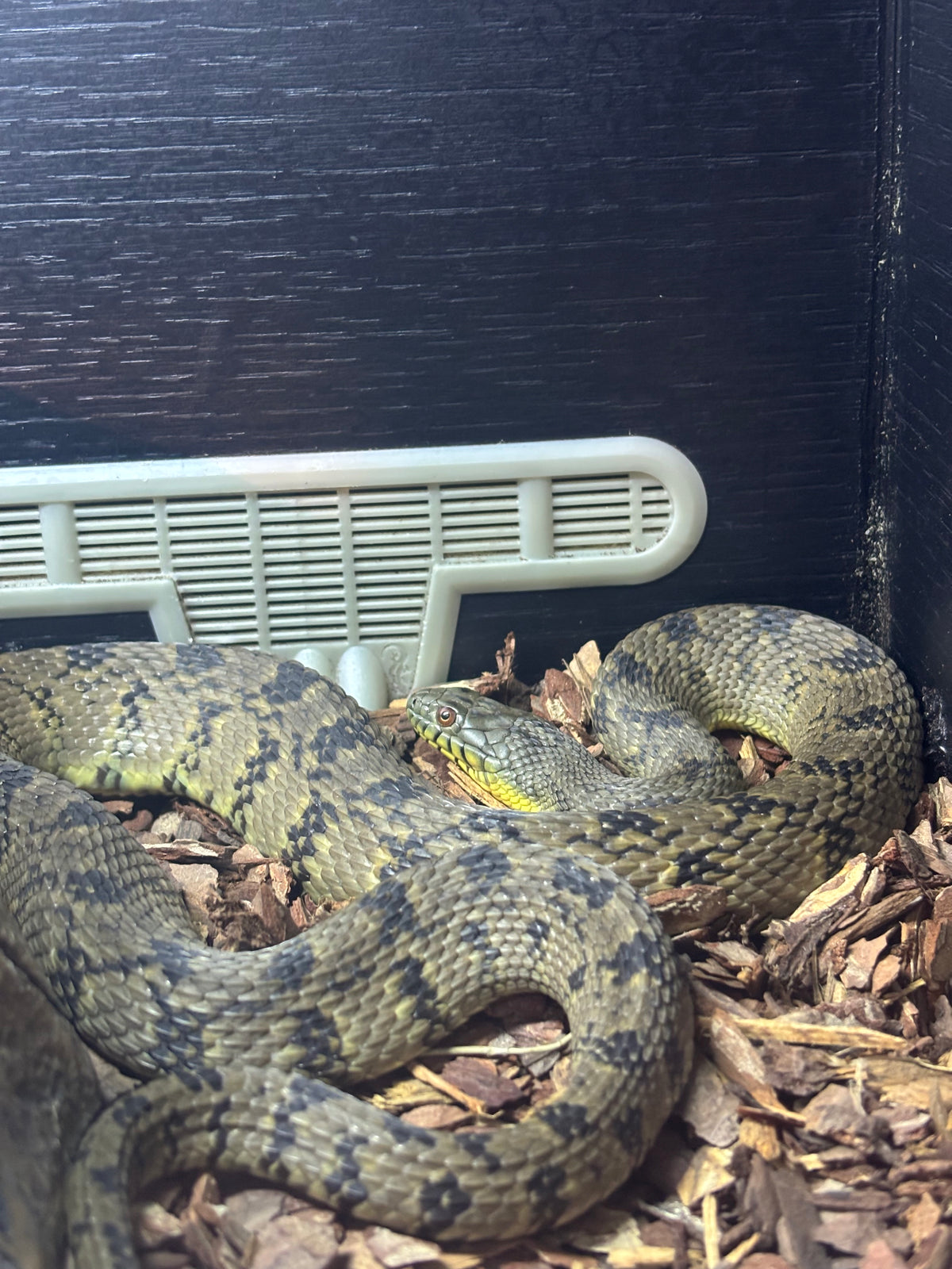 Diamondback Water Snake
