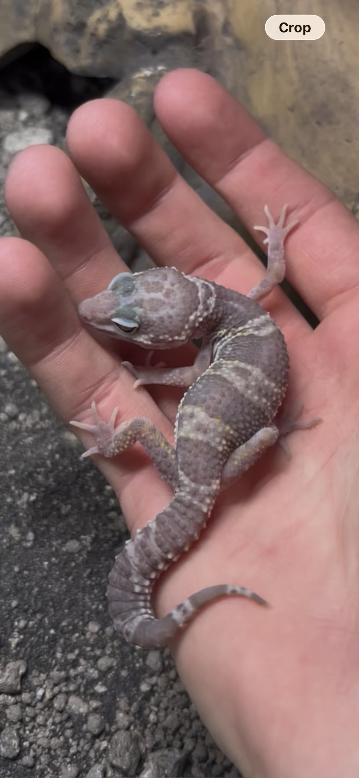 Albino Mack Snow Leopard Gecko