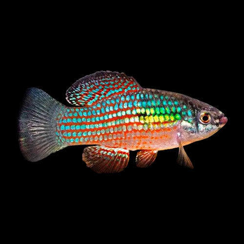 American Flagfish 4cm