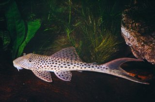 Redfin Thresher Pleco L131 8-10cm