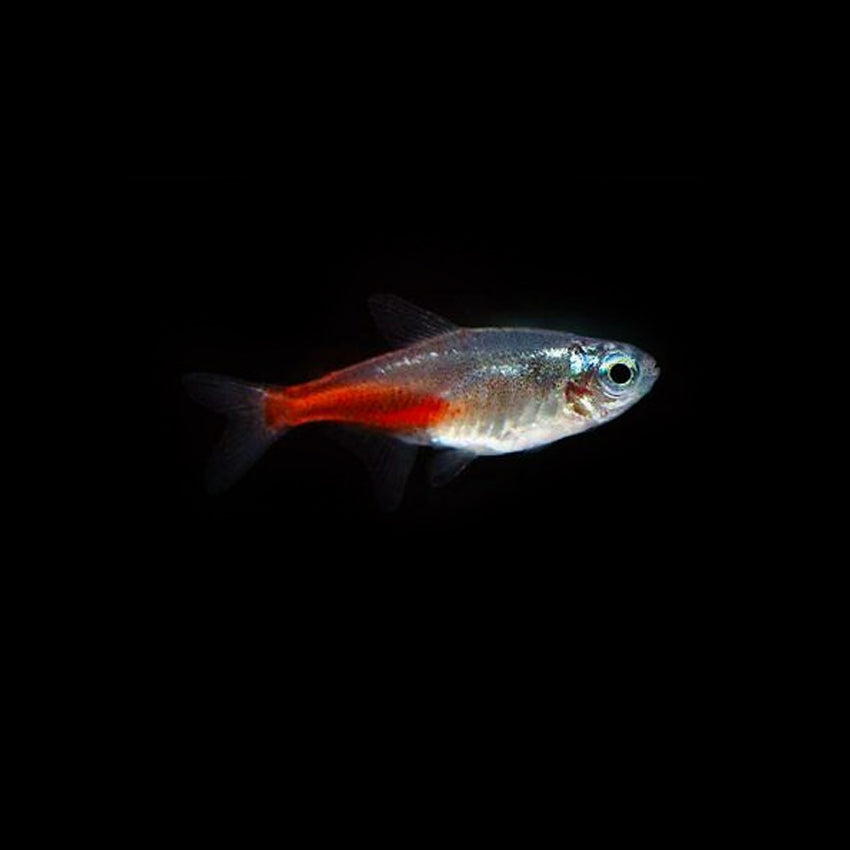 Diamond Neon Tetra 2cm