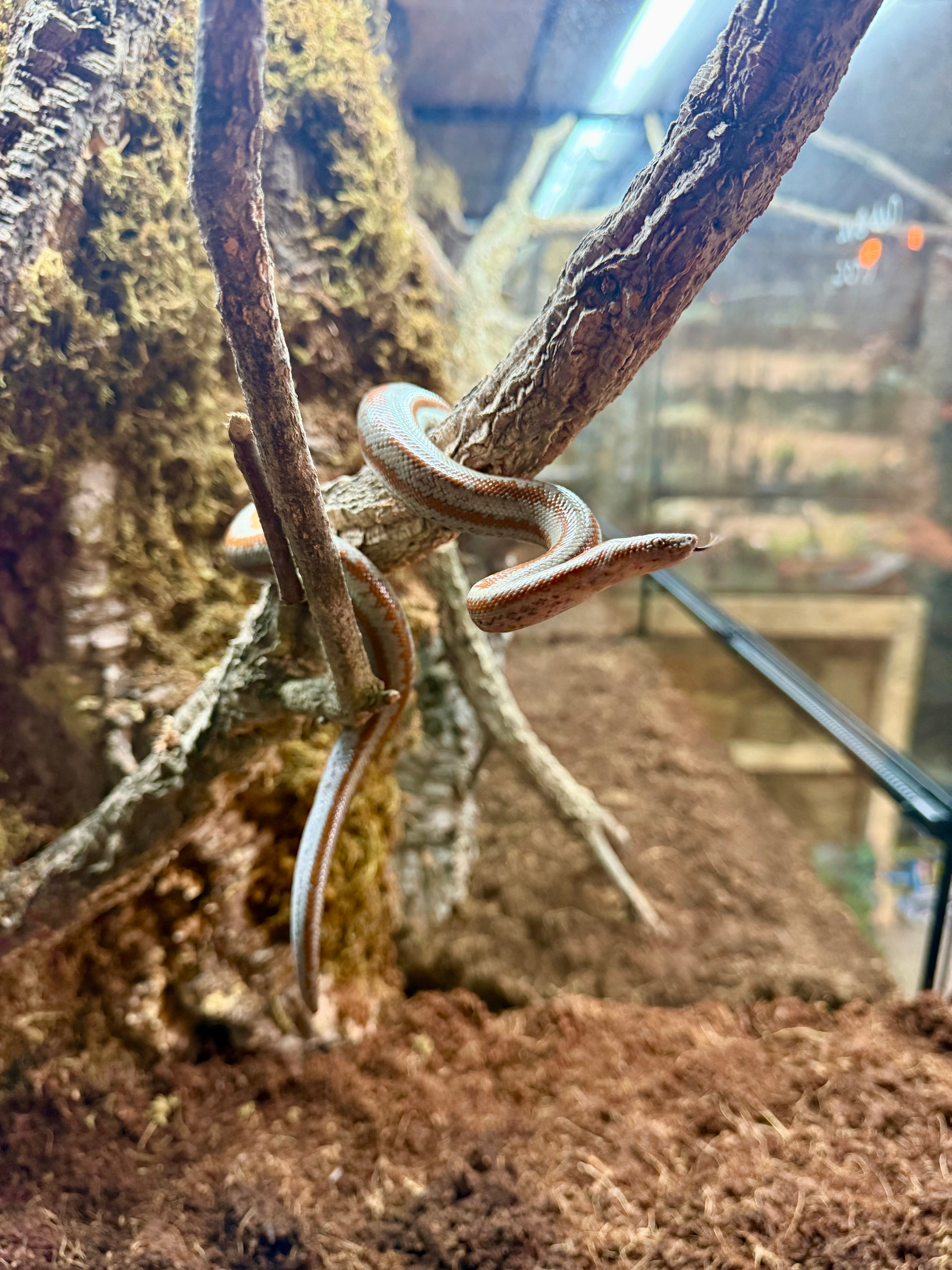 Mid Baja Rosy Boa Snake CB25