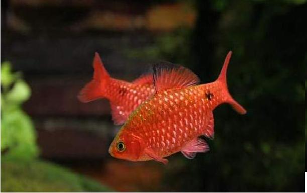Blood Red Glowlight Rosy Barb 4.5cm - Tropical Supplies North East