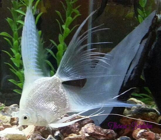 Platinum Veil Tail Angelfish 4-5cm