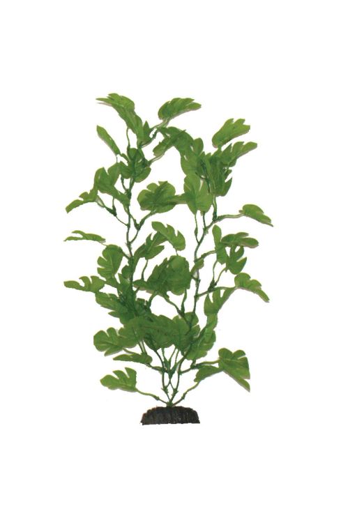 Hugo Anubias Green 40cm