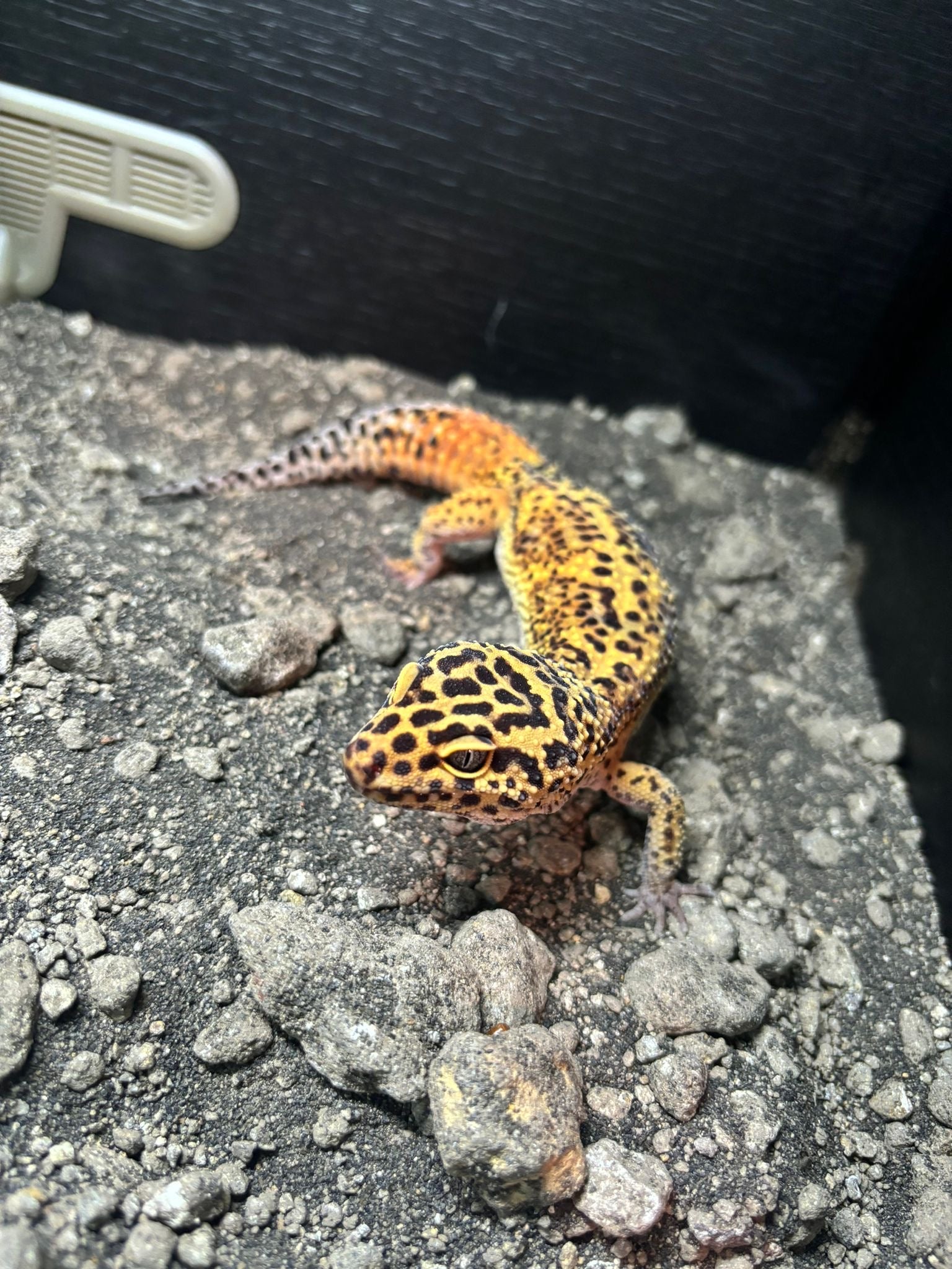 G&T Het Albino Eclipse Leopard Gecko CB22 Male