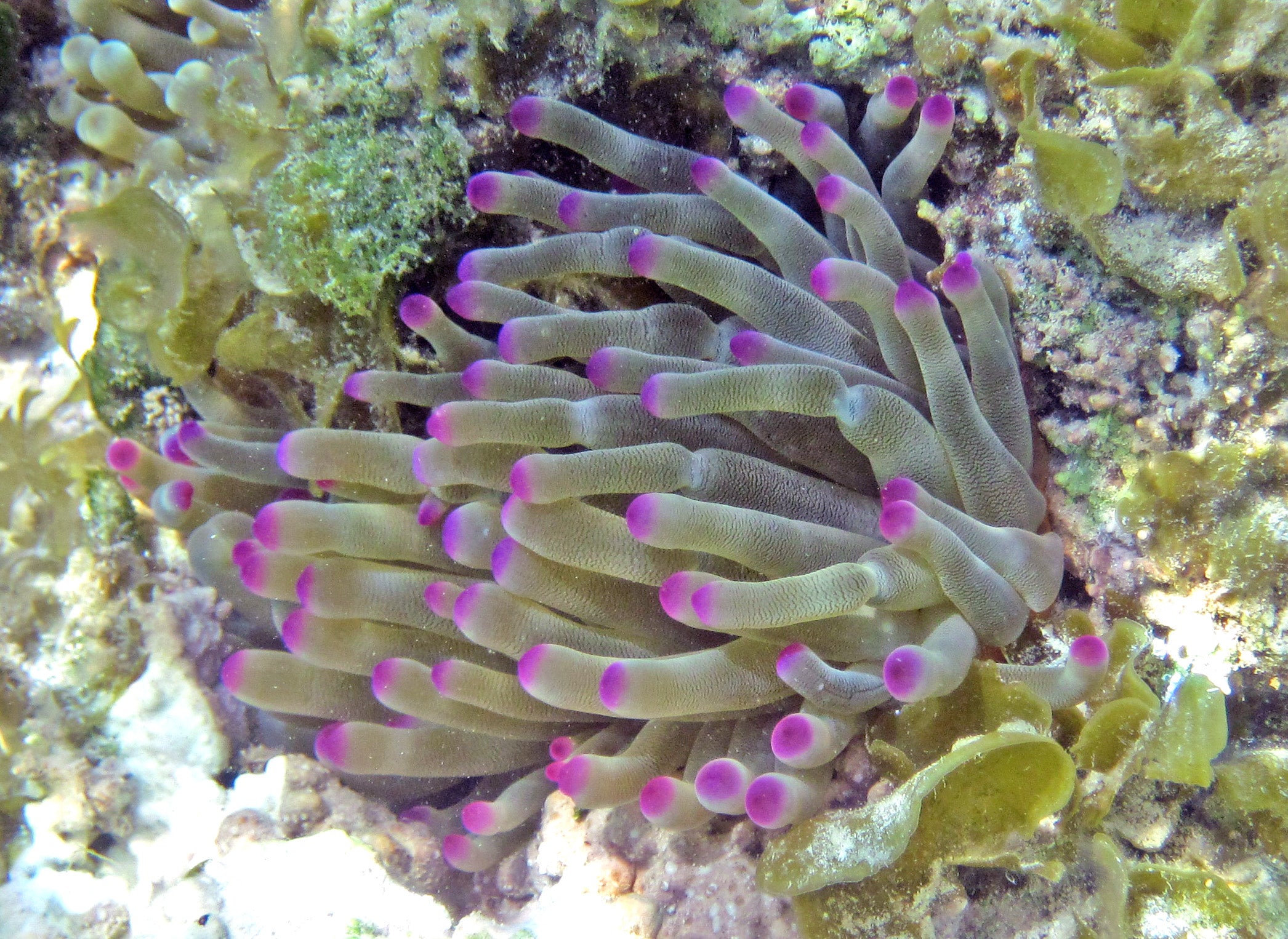 Caribbean Anemone MED