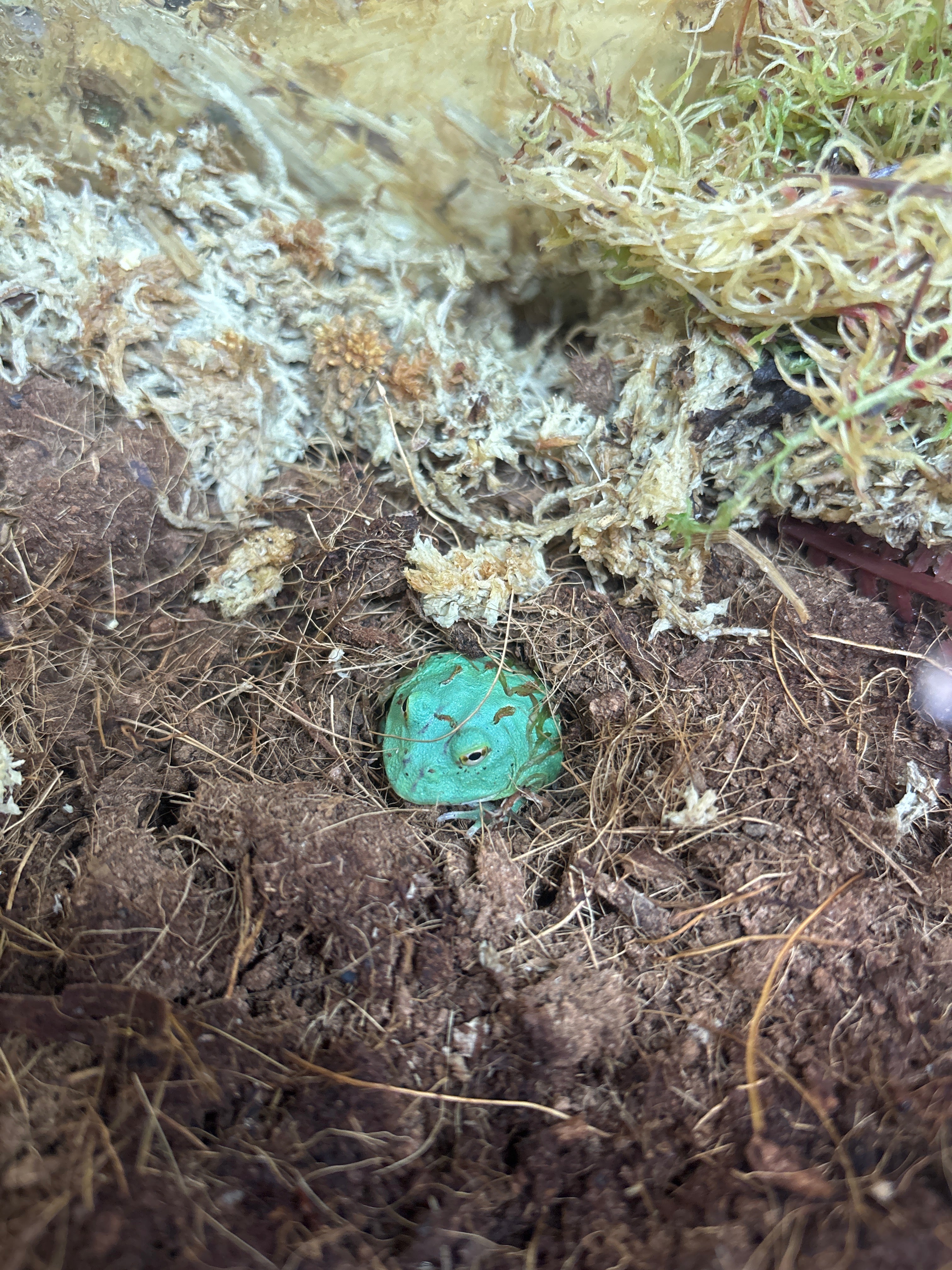 Samurai Blue Horned Frog