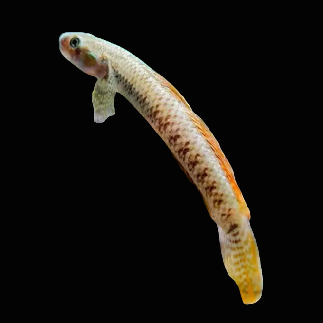 Sumatran Red Neon Goby 6cm - Tropical Supplies