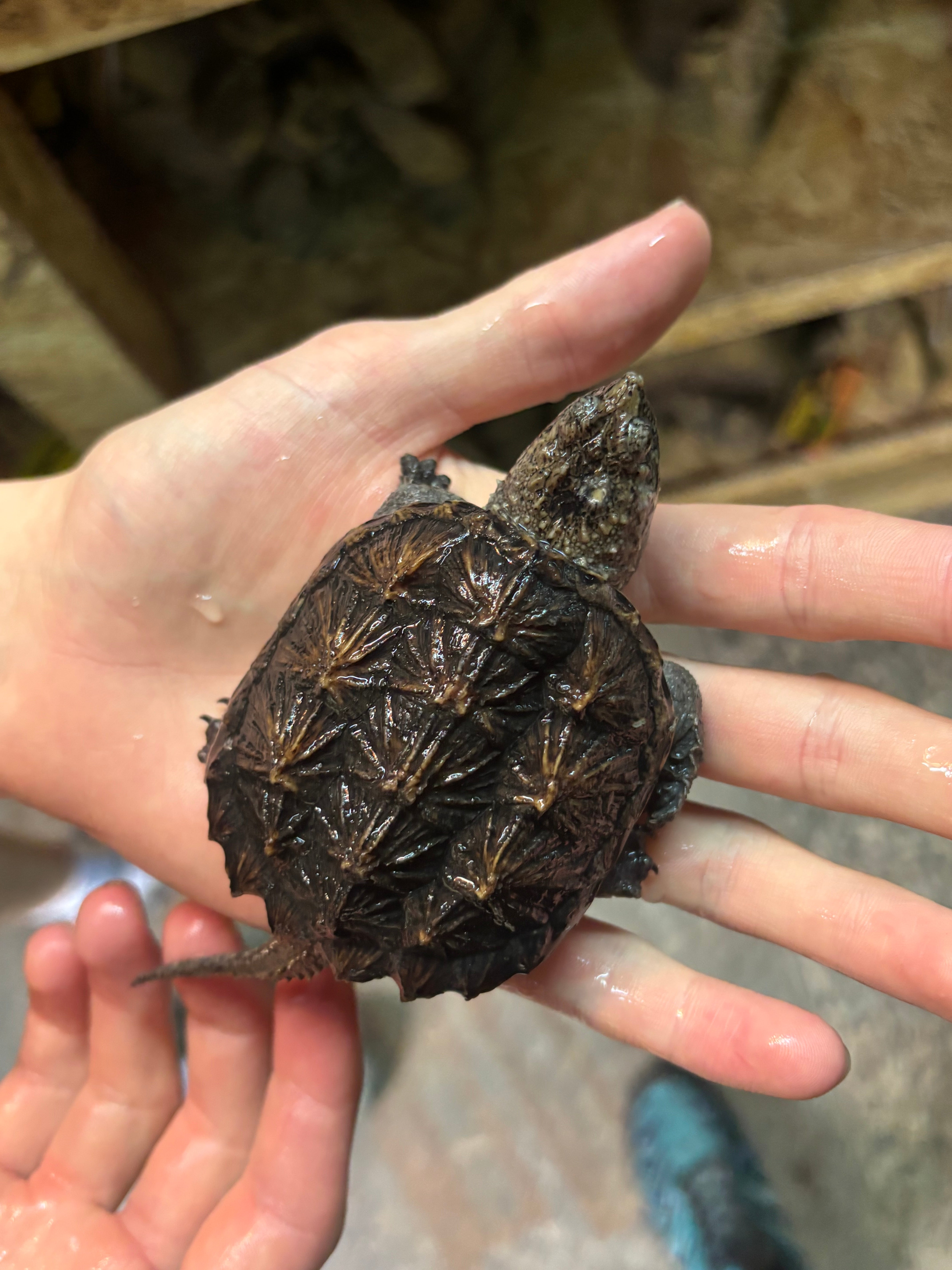 Common Snapping Turtle 8cm
