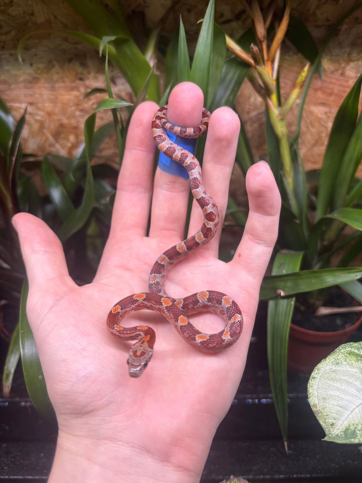 Blood Red Corn Snake CB26
