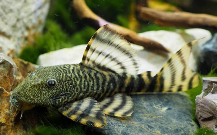 Iquitos Tiger Pleco L226 8cm