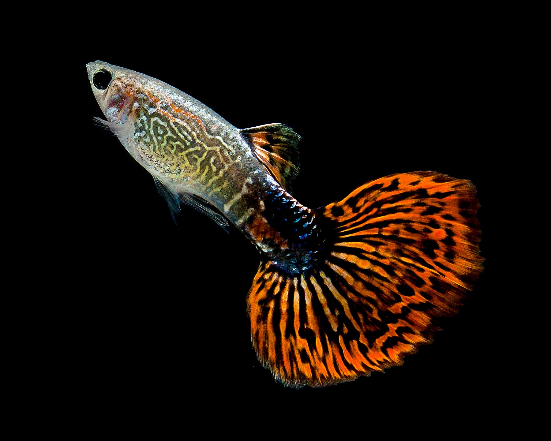 Red Snakeskin Male Guppy 3cm