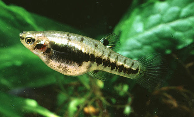 Least Killifish 1-2cm