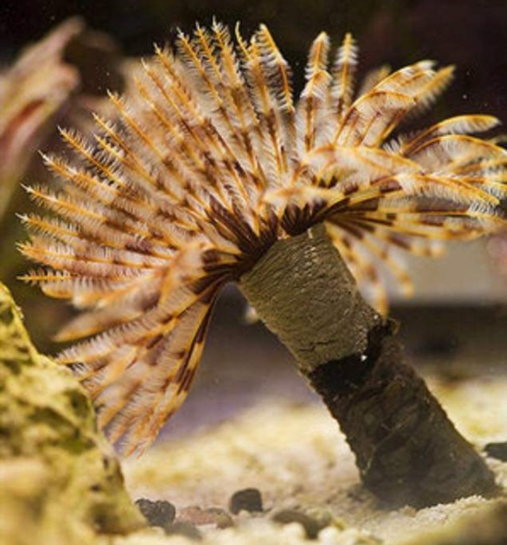 Feather Duster Worm - Brown & White