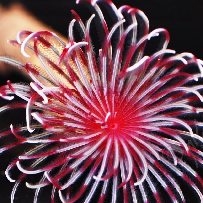 Feather Duster Worm - Red & White
