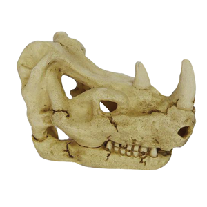 Hugo Rhinoceros Skull 18x11x12 - Tropical Supplies North East