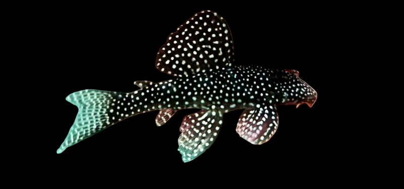 L262 Stardust Pleco 7cm
