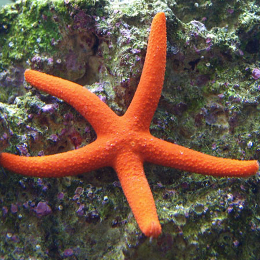 Orange Finger Starfish LRG