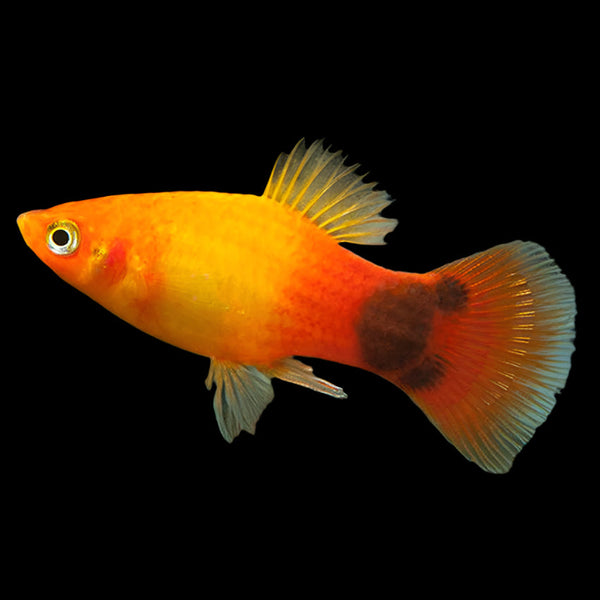 Sunset Mickey Mouse Platy