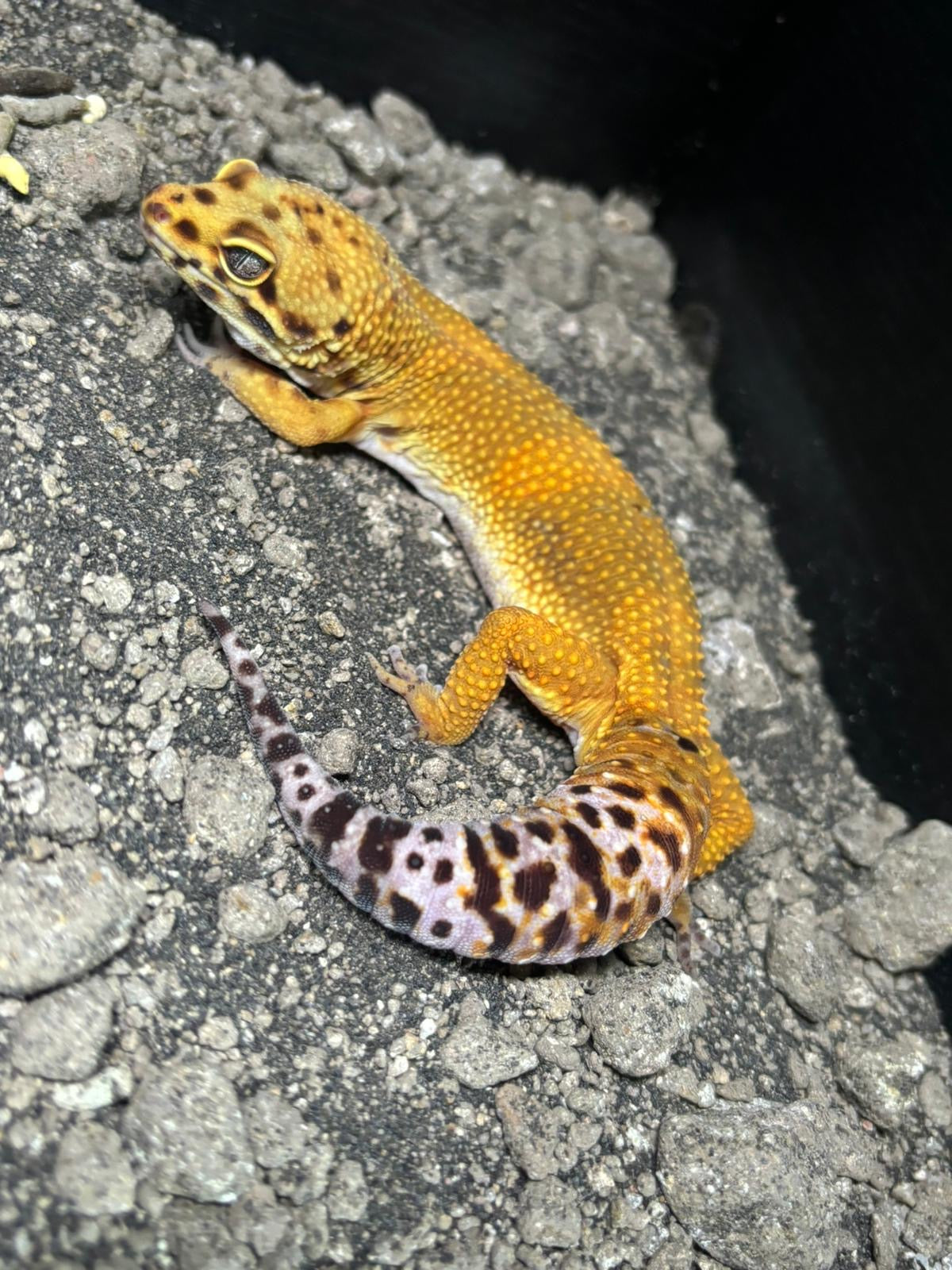 G&T Het Eclipse Leopard Gecko CB23 Male