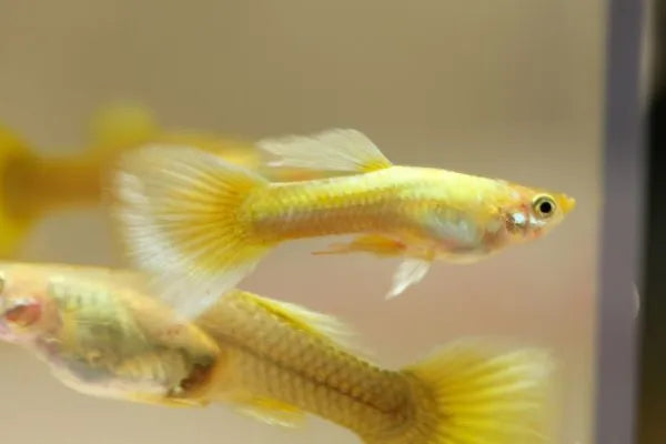 24k Gold Guppy Male 3-4cm