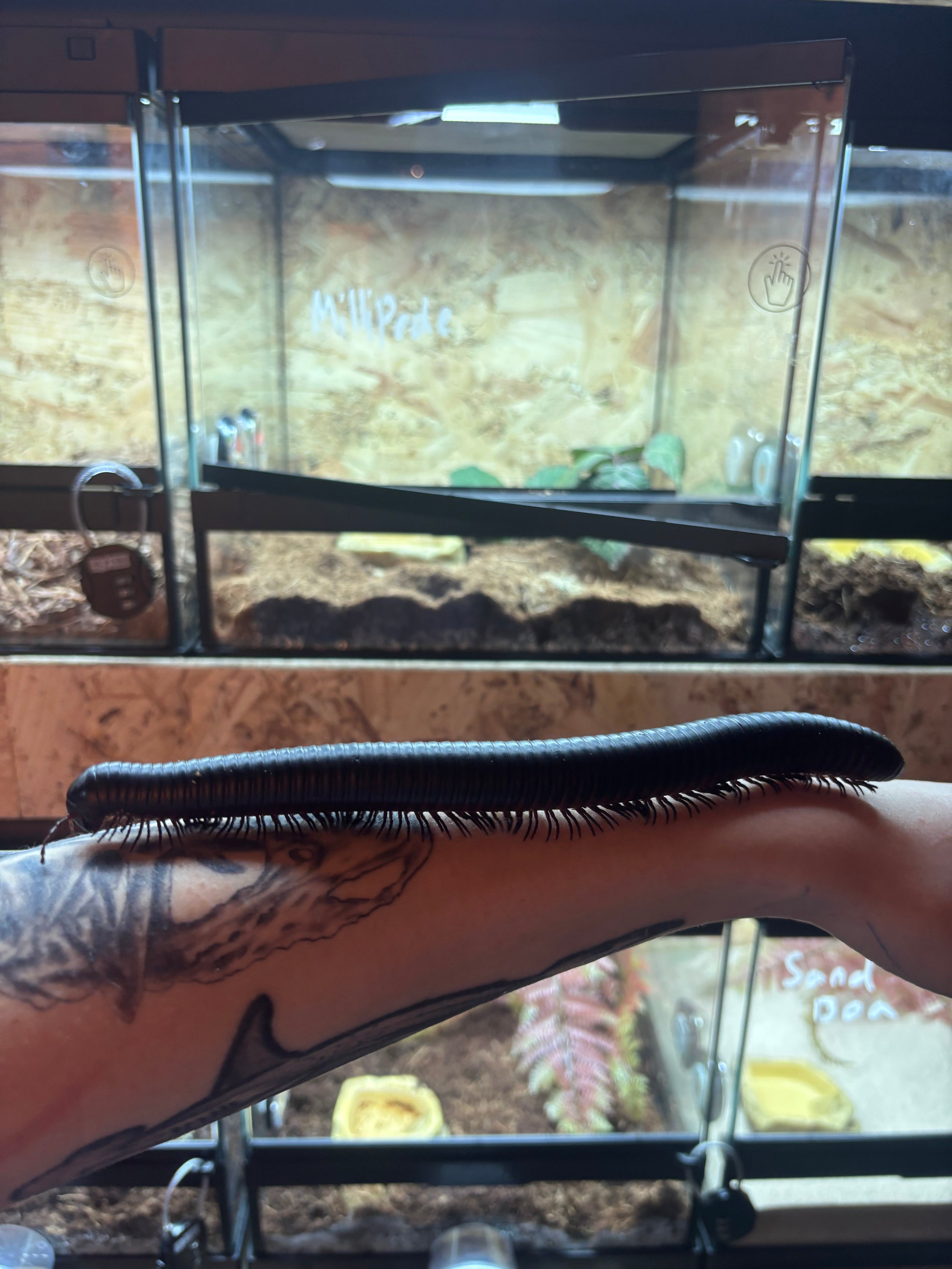 African Train Millipede WC