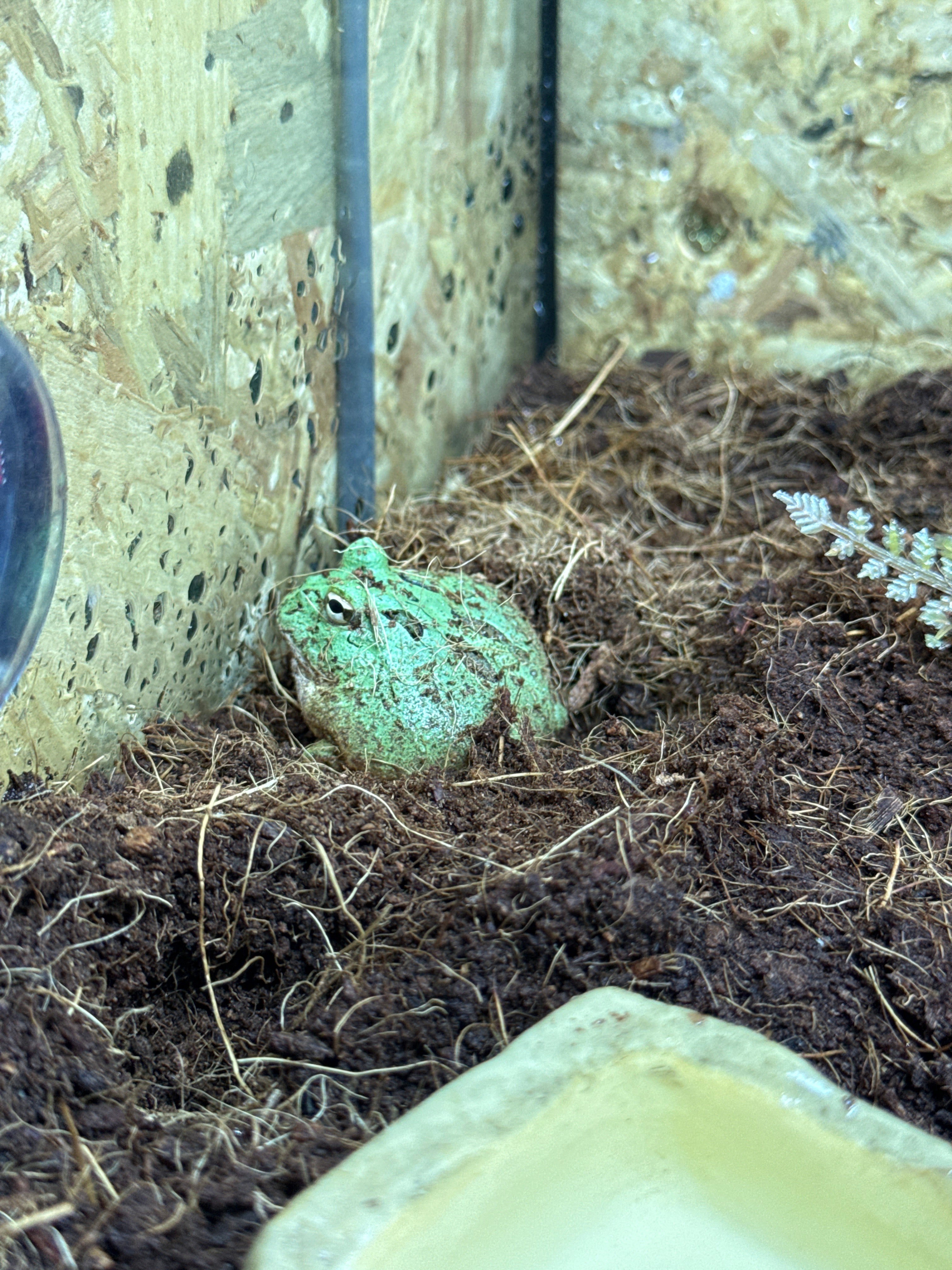 Matcha Horned Frog CB