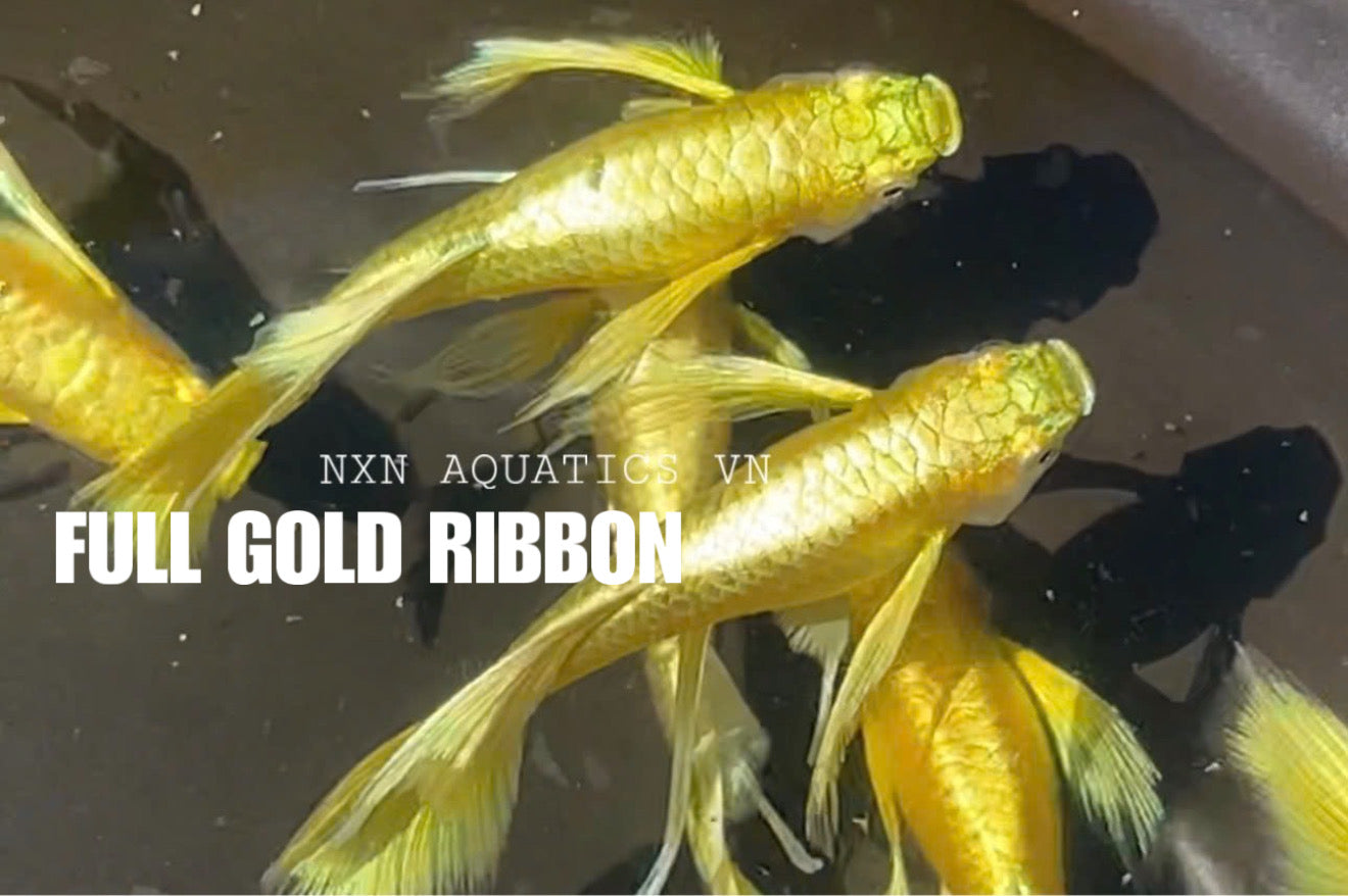 Full Gold Ribbon Long Ear Guppy Pair 3-4cm