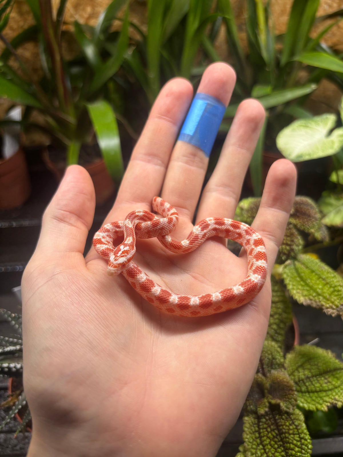 Candycane Corn Snake CB26