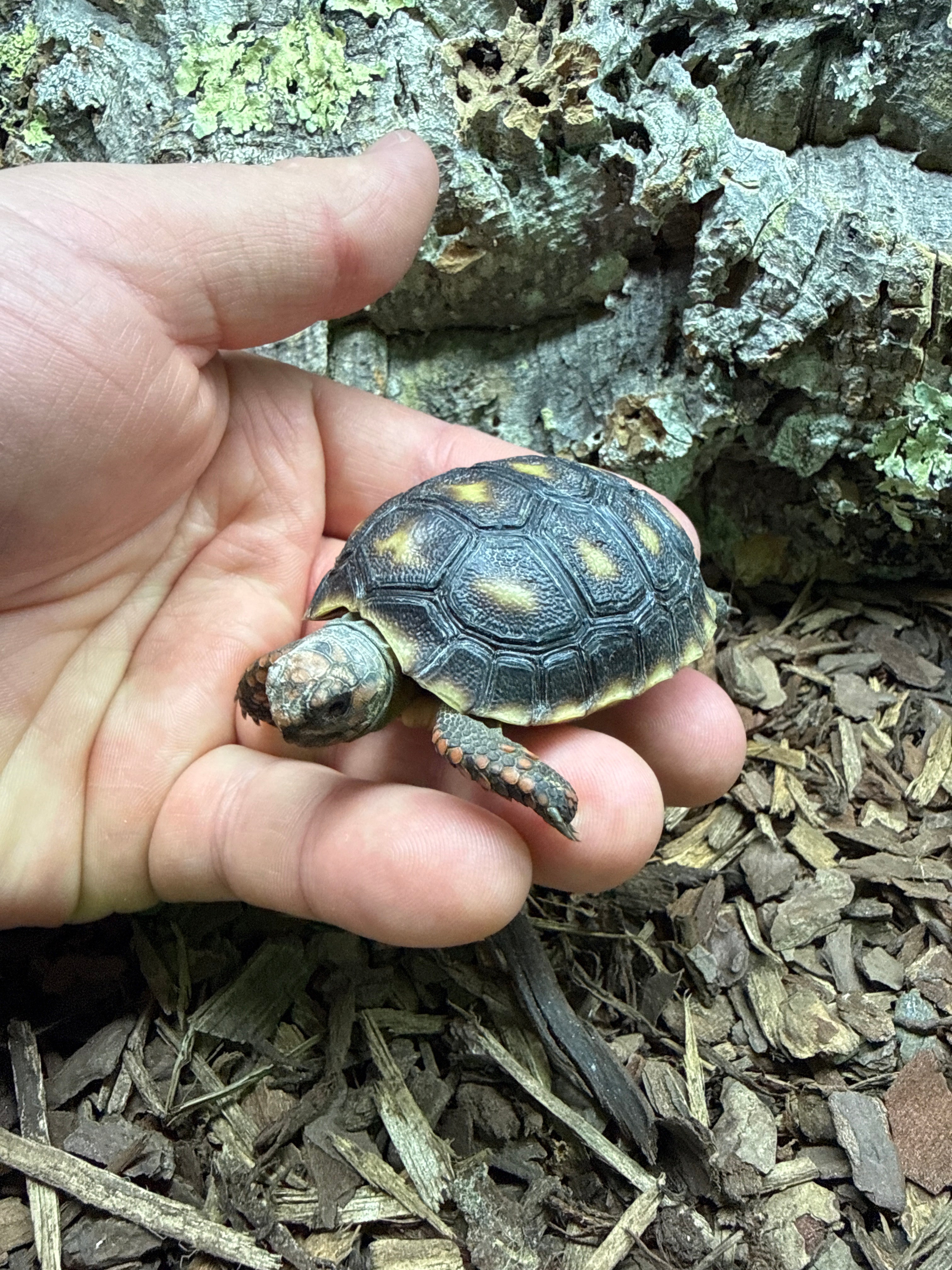 Red Foot Tortoise CB25