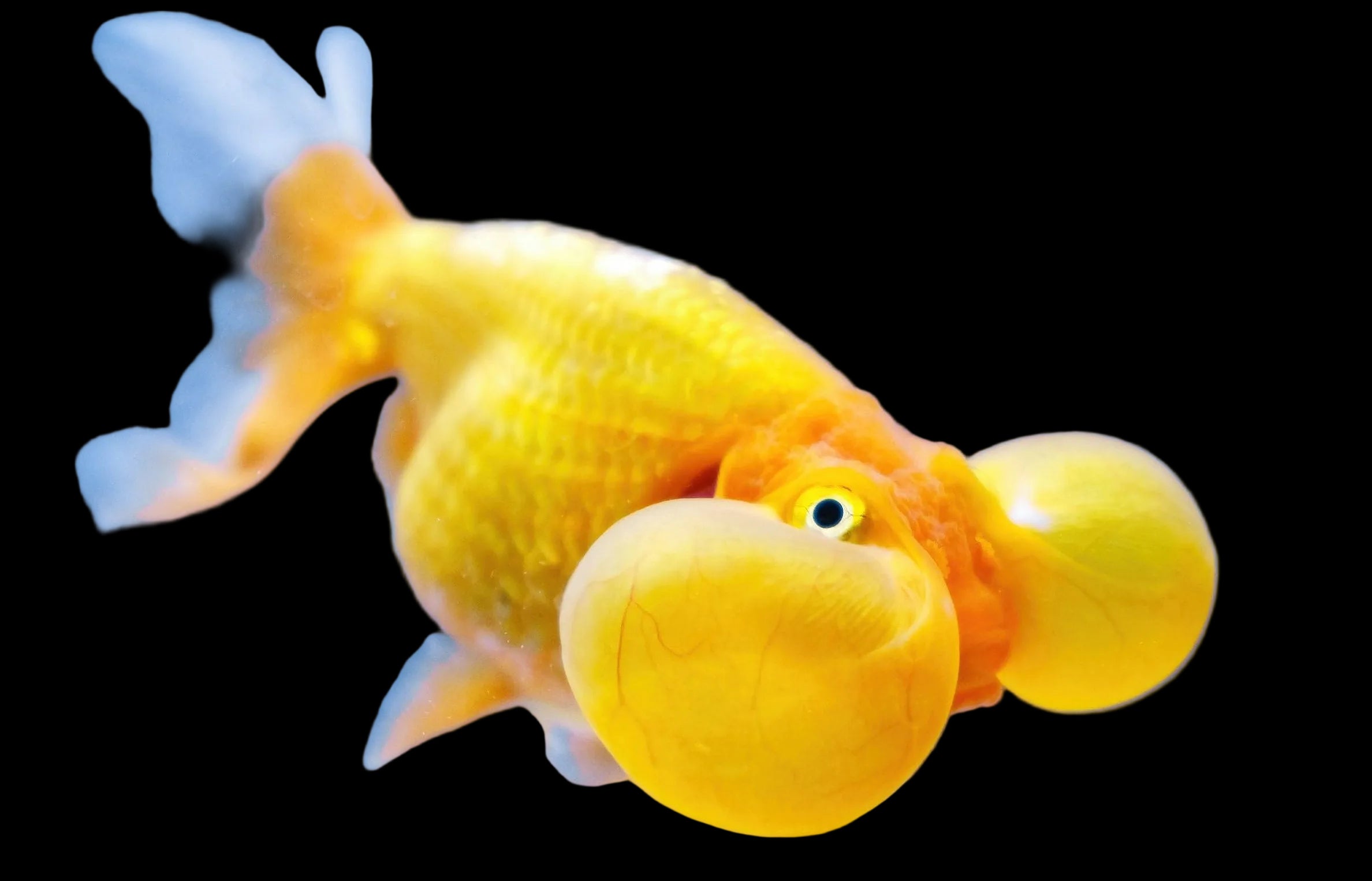 Bubble Eye Goldfish 3.5”