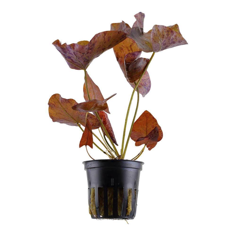 Red Tiger Lotus Bulb Potted