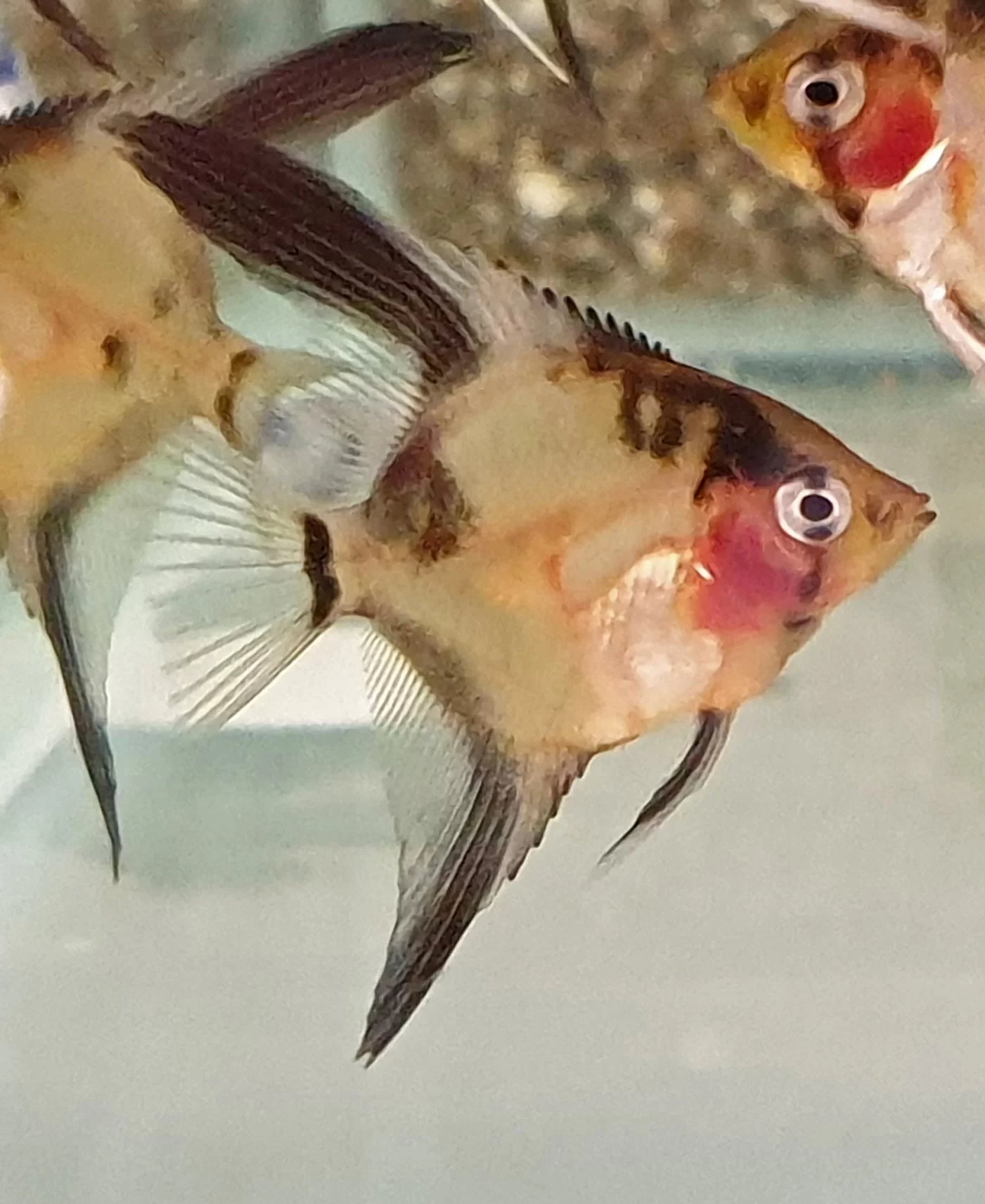 Ghost Angelfish 3-3.5cm