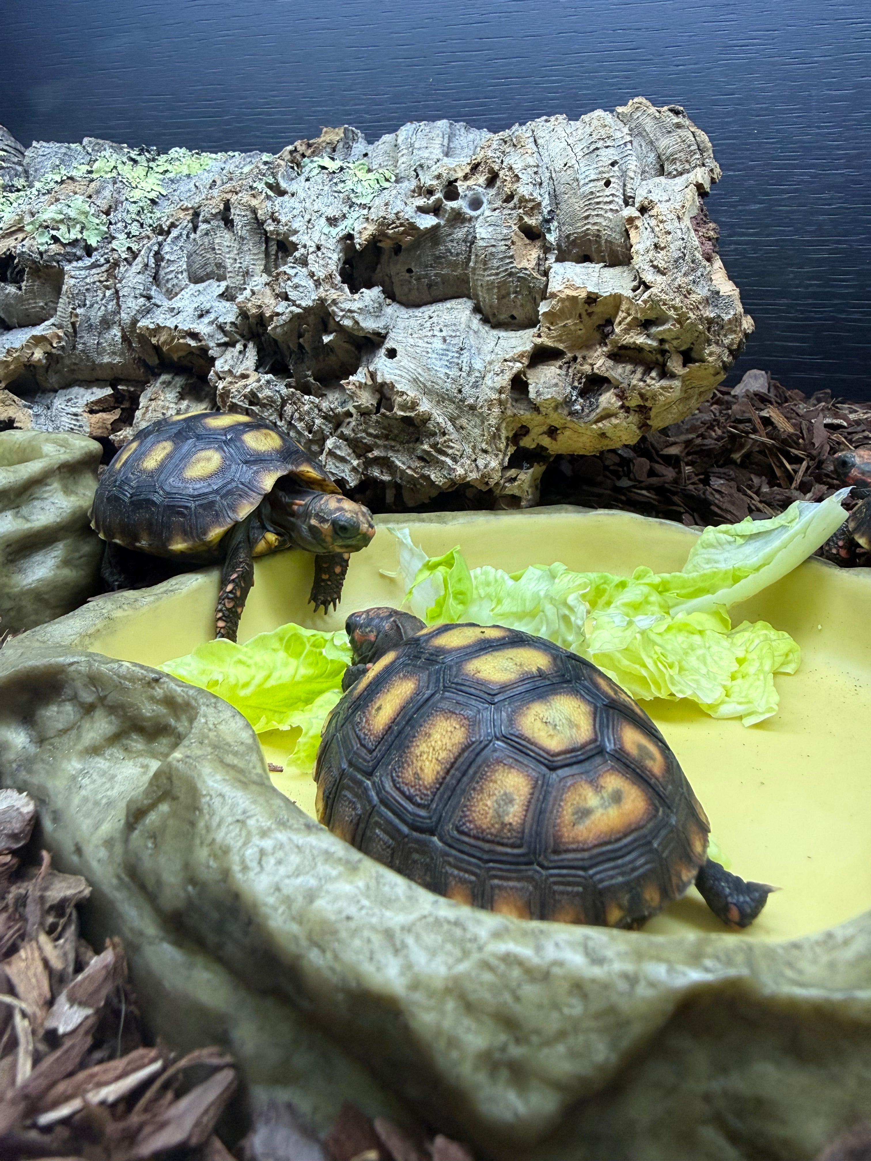 Cherry Head Red Foot Tortoise CB25
