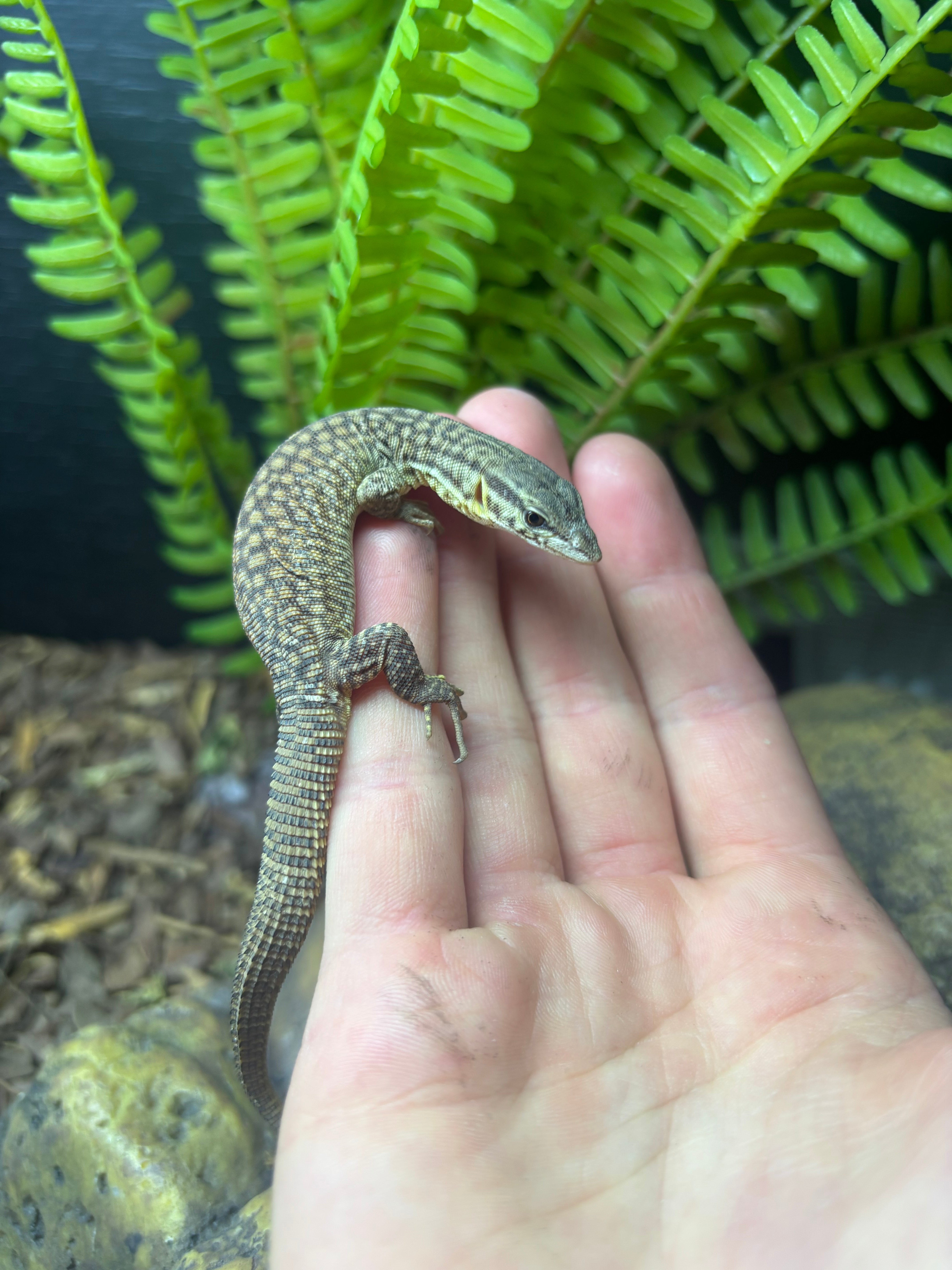 CB Ackie Monitor