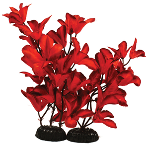 Hugo Glandulosa Red Silk 30Cm - Tropical Supplies North East