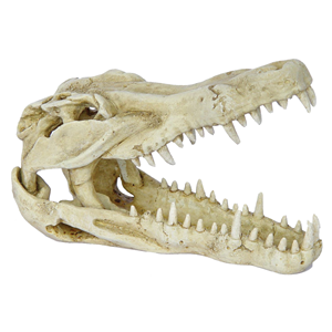 Hugo Crocodile Skull 23x11x15 - Tropical Supplies North East