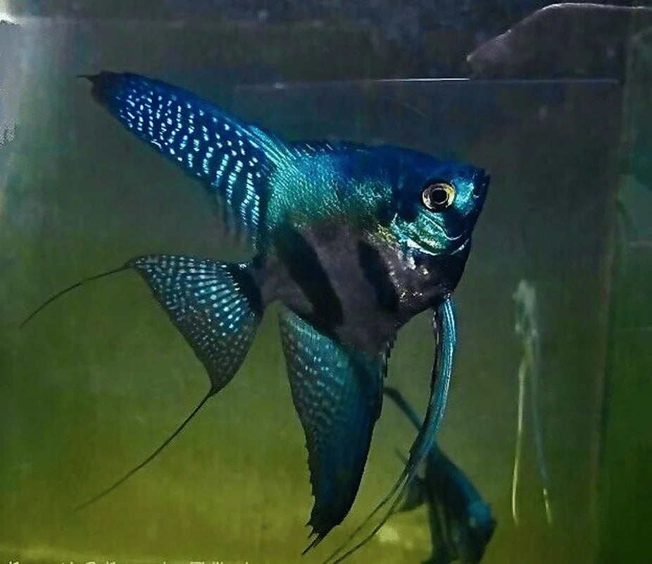 Black Pinoy Scalare Angelfish 5-6cm