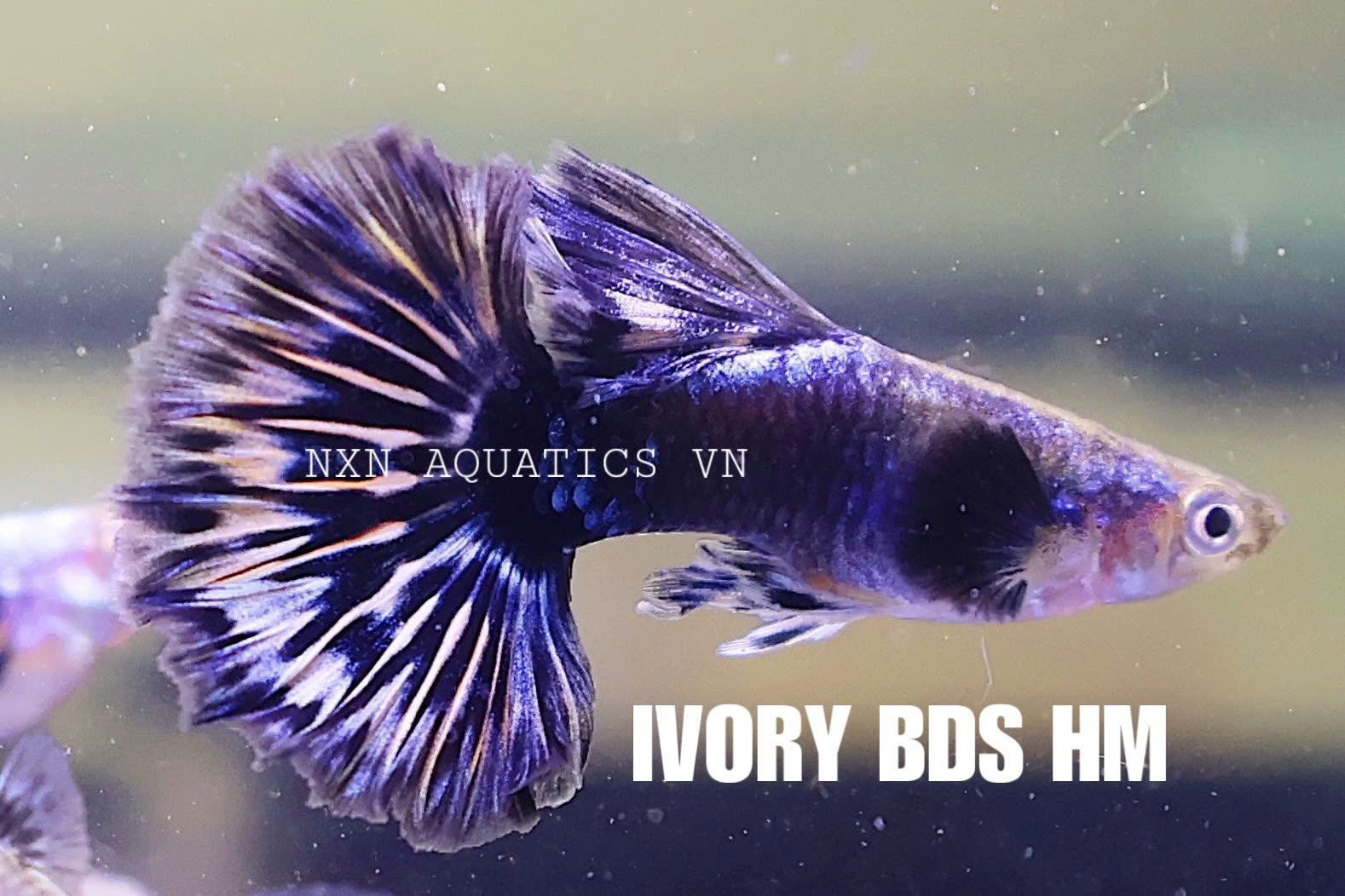 Ivory BDS Guppy Pair 3-4cm