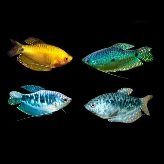 Assorted Gourami 6-7cm