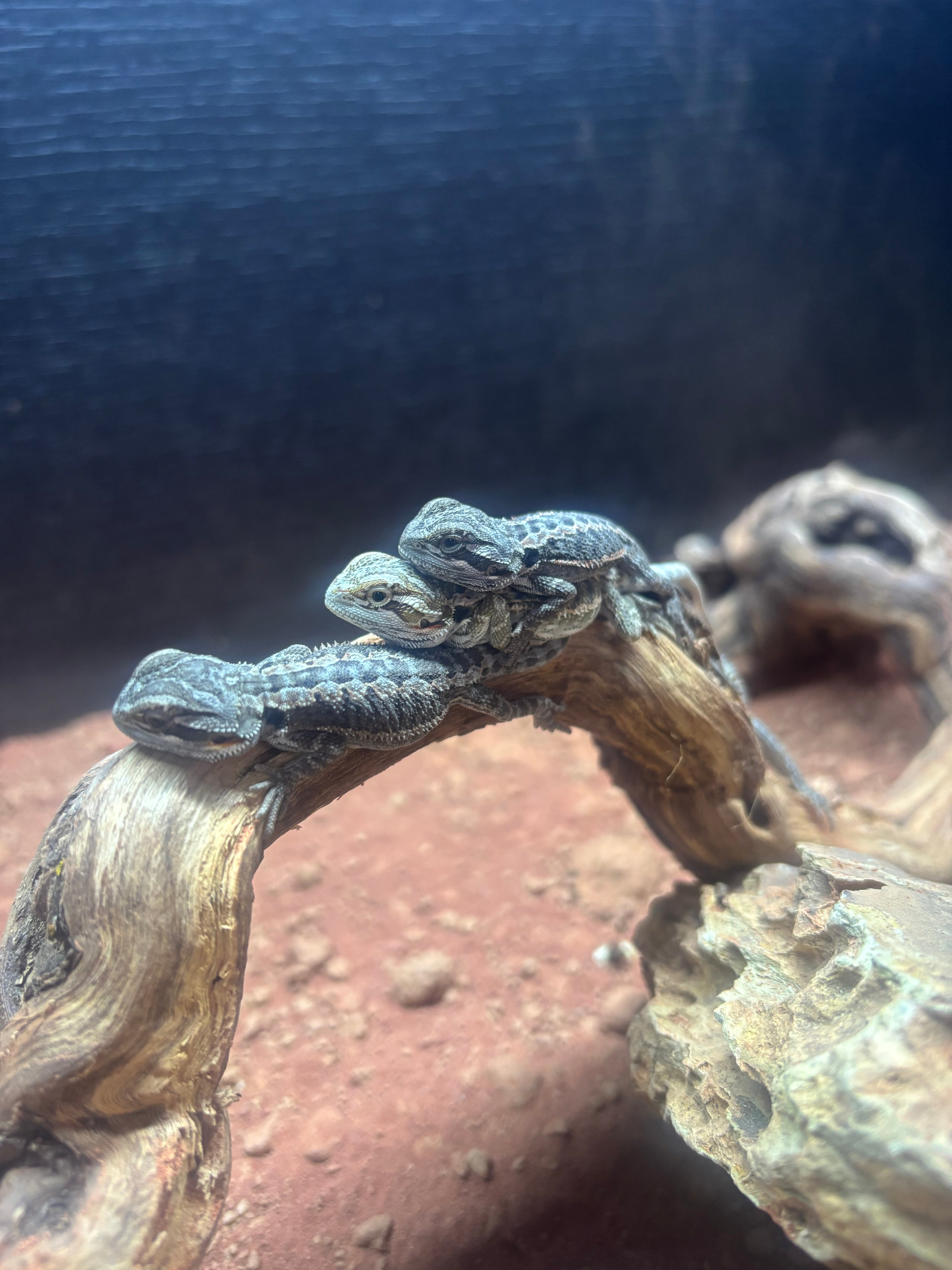 Translucent Hypo Red X Blue Bar Leatherback Bearded Dragon