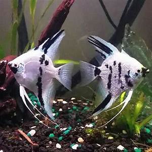 Platinum Panda Angelfish 4cm