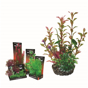 Hugo Boxed Plant Mix 2 22Cm - Tropical Supplies North East