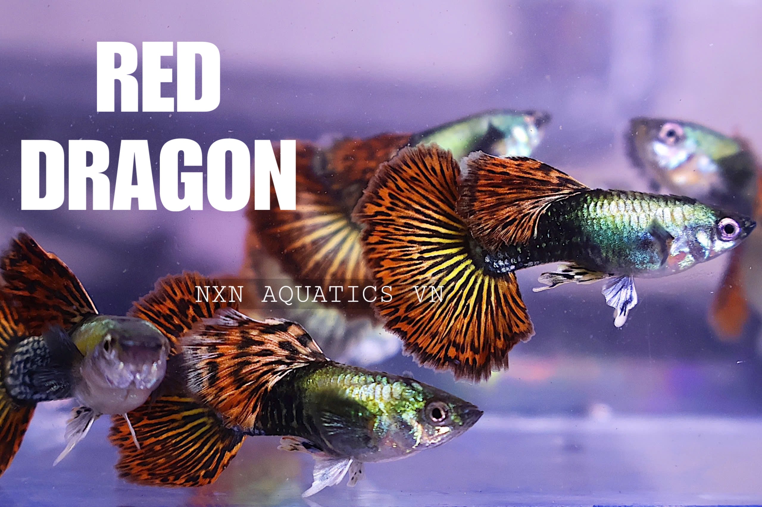 Red Dragon Guppy Pair 3-4cm