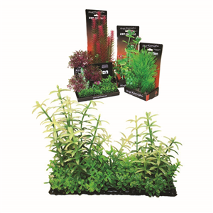 Hugo Boxed Plant Mix 7 15Cm - Tropical Supplies North East