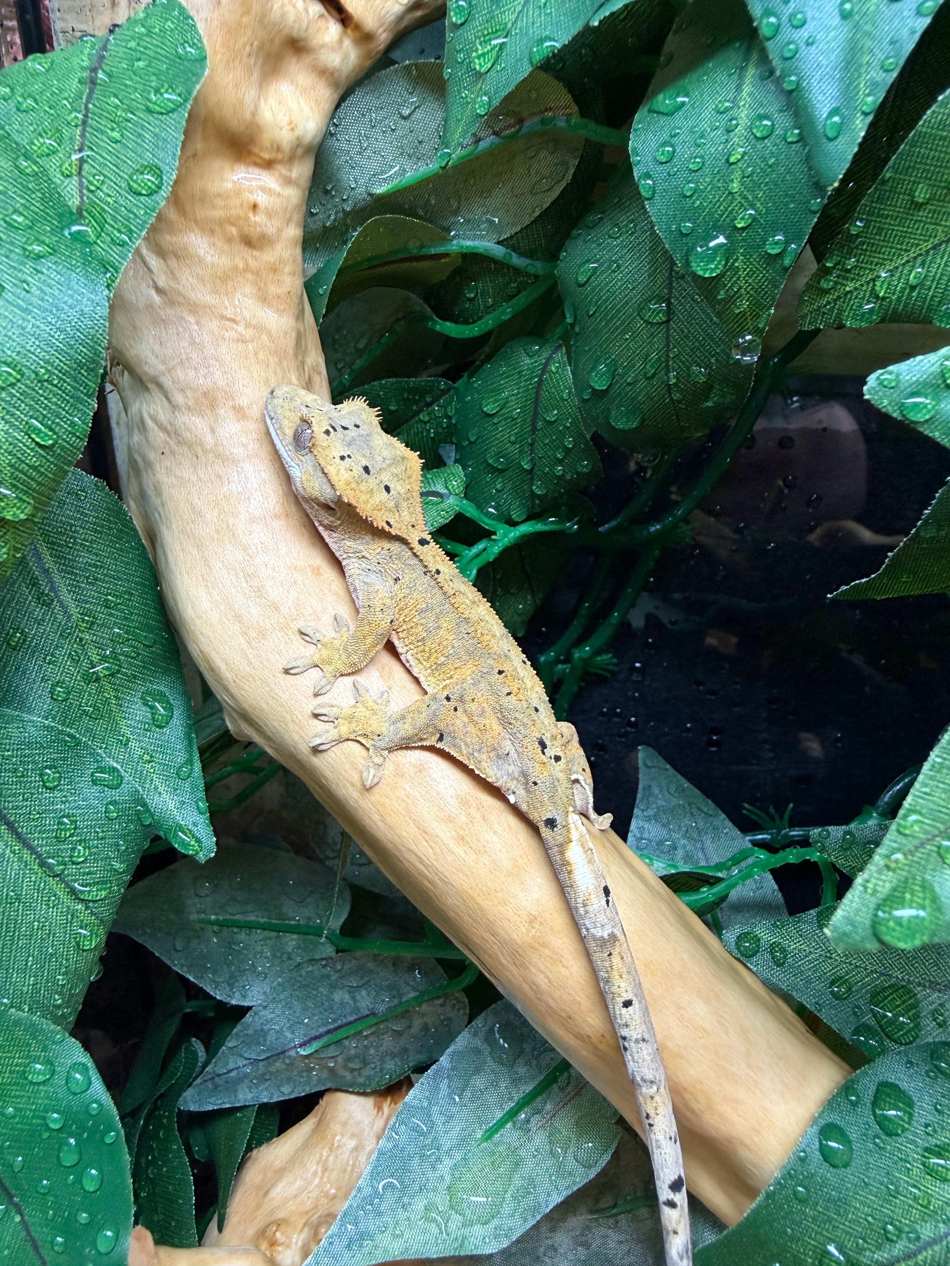 Dalmatian Crested Gecko CB