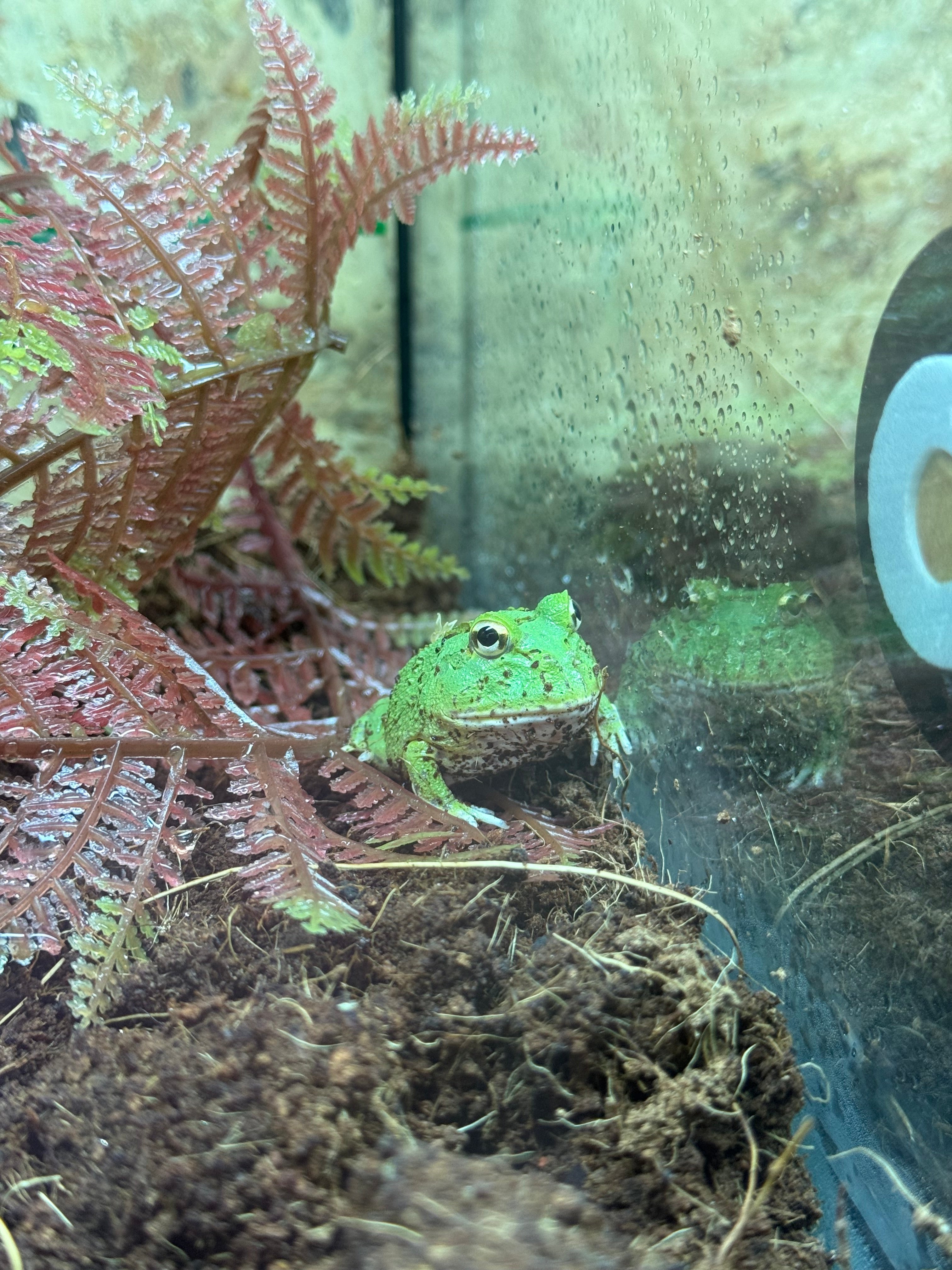 Lime-Green Horned Frog CB