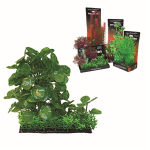 Hugo Boxed Plant Mix 3 20Cm - Tropical Supplies North East