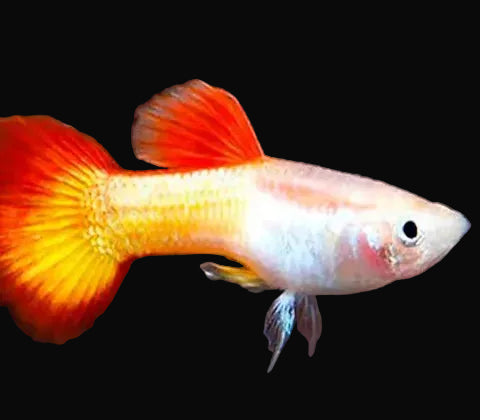 Sunset Tuxedo Male Guppy 3cm